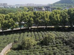 -树山生态村