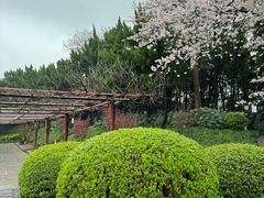 -嘉定紫藤园