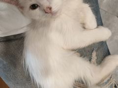 -楼上猫咖(罗湖店)