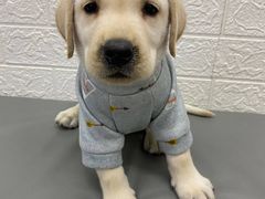 -1013 PET SHOP 宠物商店(近铁城市广场店)