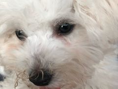 -翊宠yipet猫狗购宠庄园犬舍•猫舍