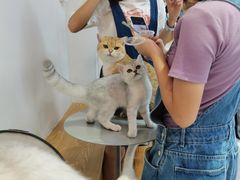 -Heymao猫咖.咖啡厅(东门店)