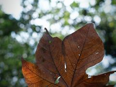-上海佘山国家森林公园天马山园