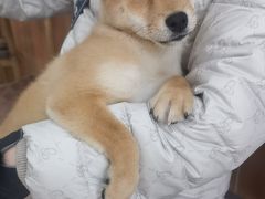 -宠福鑫动物医院(望京分院)