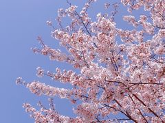 -顾村公园