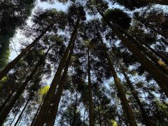 -玉苍山国家森林公园