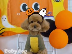 -BABYDOG宝贝狗宠物乐园(欧洲城店)