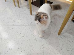 -喵园·猫主题咖啡厅·撸猫·猫咖(国贸店)