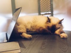 -喵屿·大理花园猫咖