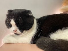 -猫儿山۰猫主题餐厅