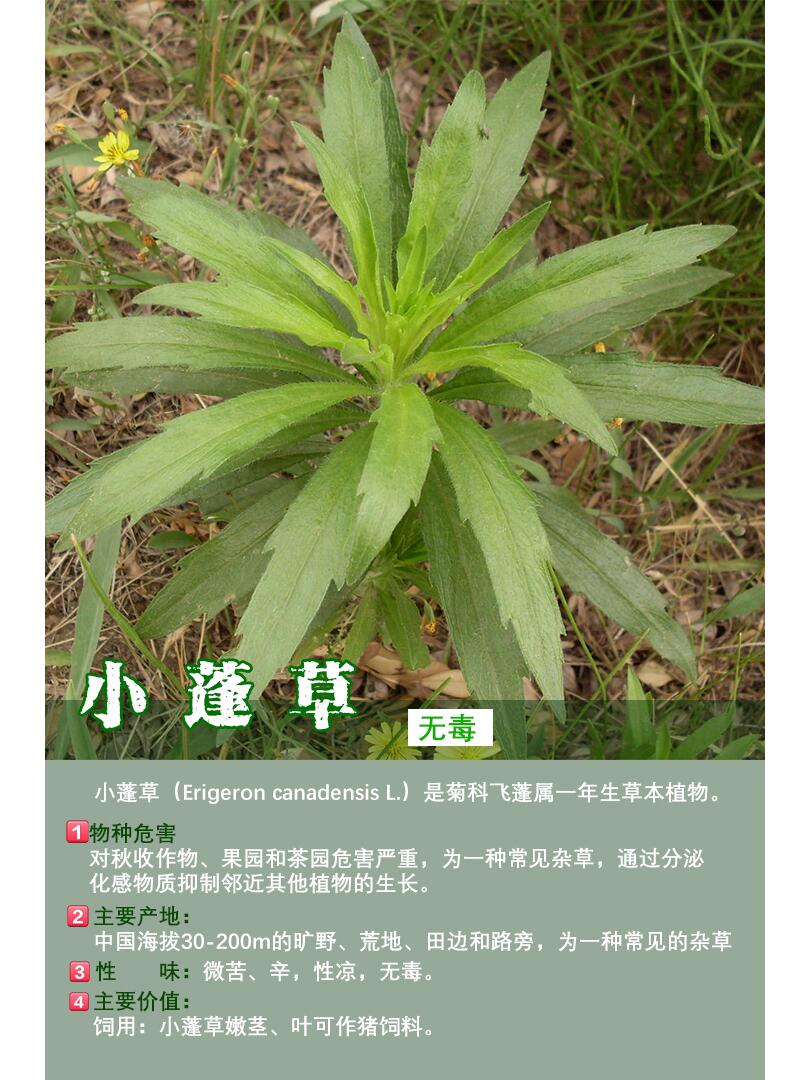 这些田野路边常见的杂草,你叫得出名字吗?