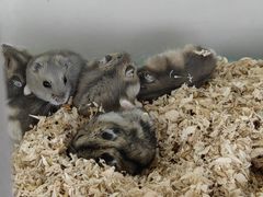 -怪兽屋·羊驼·猫咖·狗咖(俊华广场店)