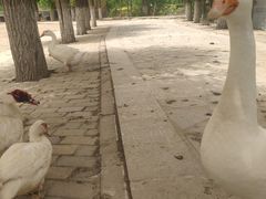 -杨柳青庄园