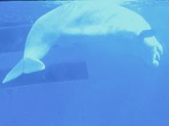 -海合安成都极地海洋公园