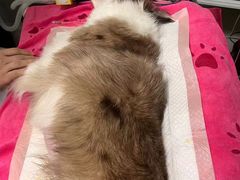 -谐和益家动物医院·免疫绝育·血液透析·宠保定点医院(高新伊藤分院)