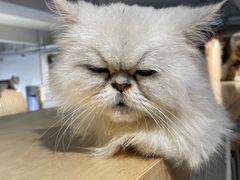 -more than meow吴止猫主题餐厅(承德 中船汇店)