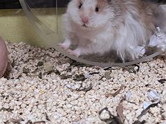 -Pets First伊珊娜洗护·精致美容·家庭式寄养(新会路店)