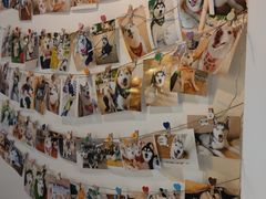 -Husky Go! 哈士奇体验馆·宠物咖啡厅狗咖