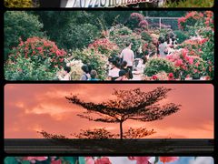 -莲花山公园