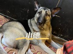 -萌喵宠狗爱心宠咖