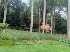 -深圳仙湖植物园