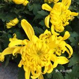 梅兰竹菊诗情画意——清风园（菊花盛开中）