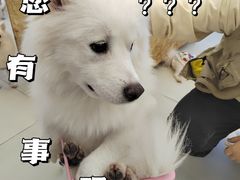 -怪兽屋·羊驼·猫咖·狗咖(俊华广场店)