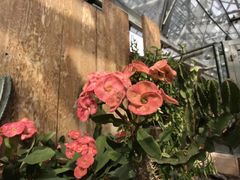 -北京植物园-展览温室