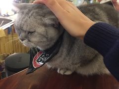 -猫色咖啡·猫咖