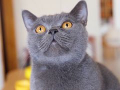 -猫咖时代(中山亭店)
