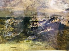 -迪拜水族馆及水下动物园