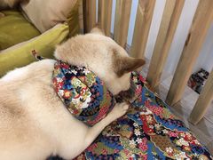 -柴迷FANS CLUB·柴犬狗咖·猫咖