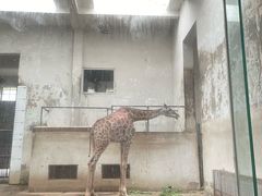 -成都动物园