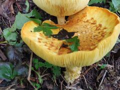 -白草畔自然风景区