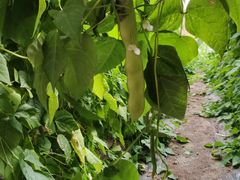 -万源龙顺度假庄园生态观光园