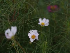 -池杉湖湿地公园