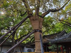 -上海醉白池公园