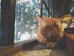 -more than meow吴止猫主题餐厅(承德 中船汇店)