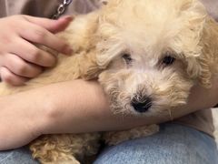 -拜鲁耶动物诊疗中心·宠家动物医院