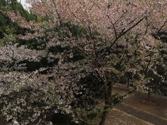 -武汉大学-樱园