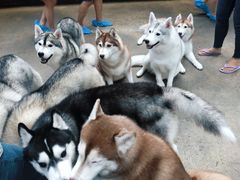 -TrueLove @ Neverland (Husky Cafe)