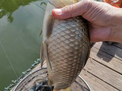 -酷鱼垂钓CLUB(朝阳区博大路店 )