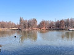-宁波杭州湾国家湿地公园