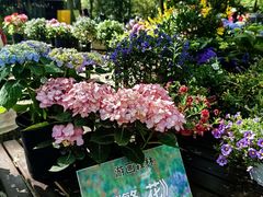 -上海共青森林公园