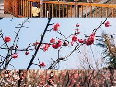 -泰山花样年华景区