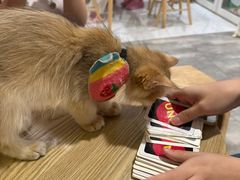 -楼上猫咖(罗湖店)