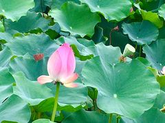 -莲花池公园