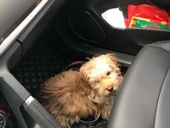 -骐奇宠物诊疗中心(南亭公路店)