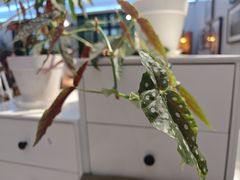 -一尺花园(安和花园店)