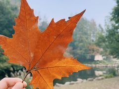 -共青国家森林公园-南大门停车场